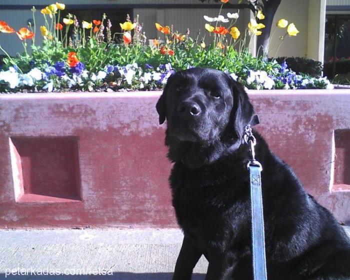 olips Erkek Labrador Retriever