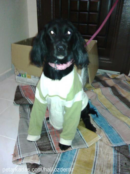 zeytin Dişi İngiliz Cocker Spaniel