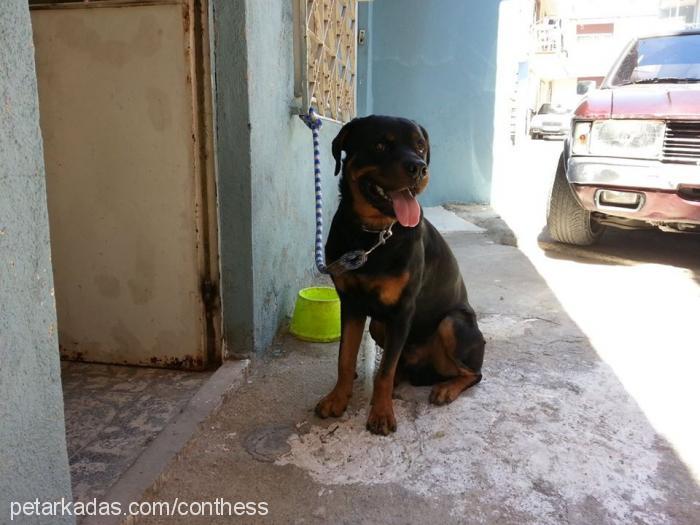 hades Erkek Rottweiler