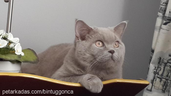 paşa Erkek British Shorthair