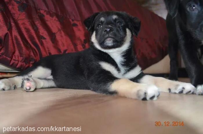 masalpamuk Dişi Labrador Retriever