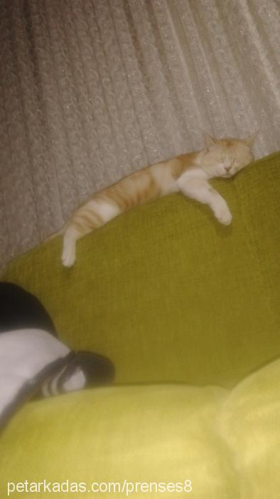 tarçın Erkek Tekir Kedi