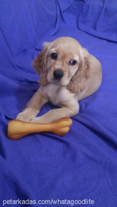 karya Dişi Amerikan Cocker Spaniel