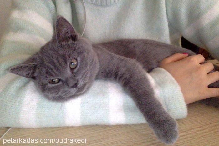 pudra Erkek British Shorthair