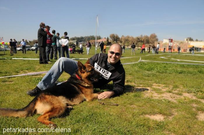 ares Erkek Alman Çoban Köpeği