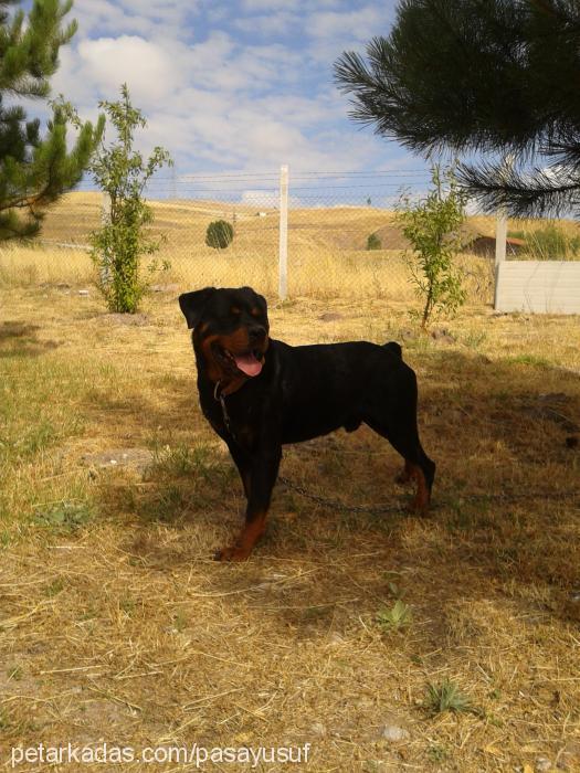 pasa Erkek Rottweiler