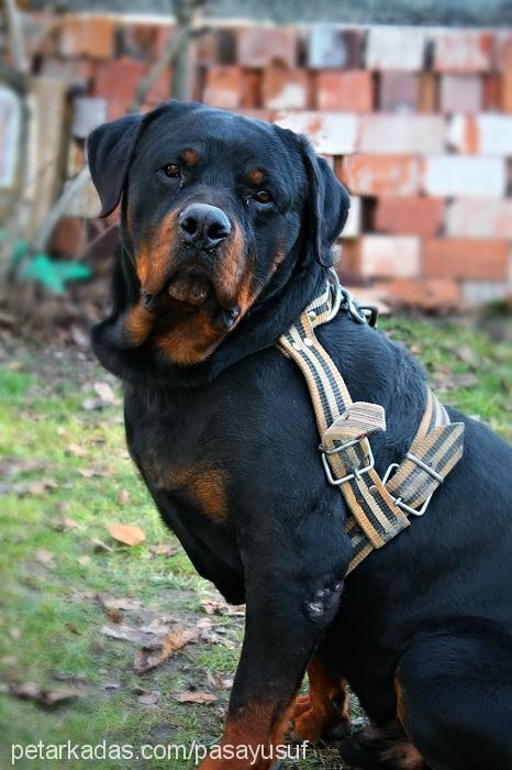 pasa Erkek Rottweiler