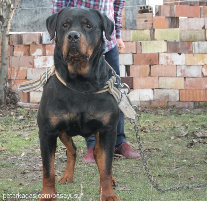 pasa Erkek Rottweiler