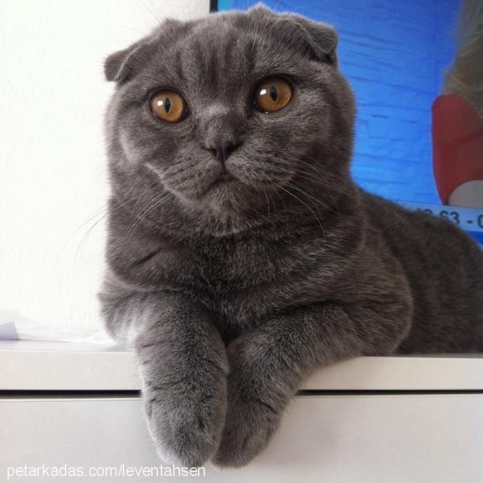 dixie Erkek Scottish Fold