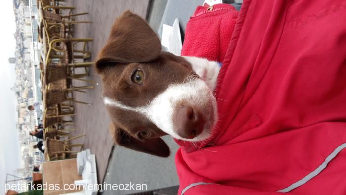 şıllık Dişi Jack Russell Terrier