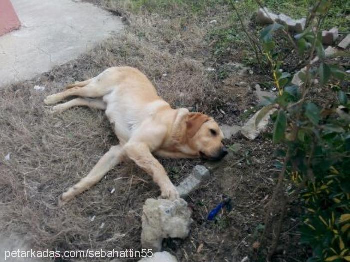 ıce Erkek Golden Retriever