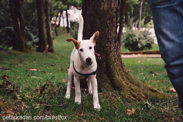 bulut Erkek Fox Terrier (Smooth)