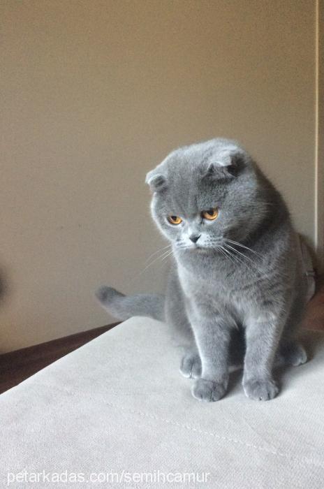 türkan Dişi Scottish Fold