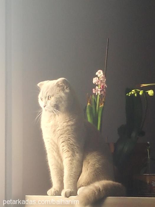 balhanım Dişi British Shorthair