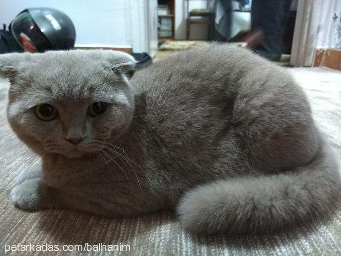 balhanım Dişi British Shorthair