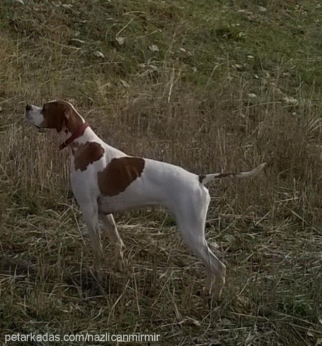 a.meggibianco Dişi Pointer