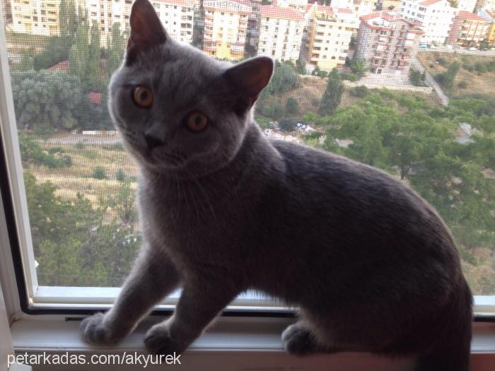 baron Erkek British Shorthair