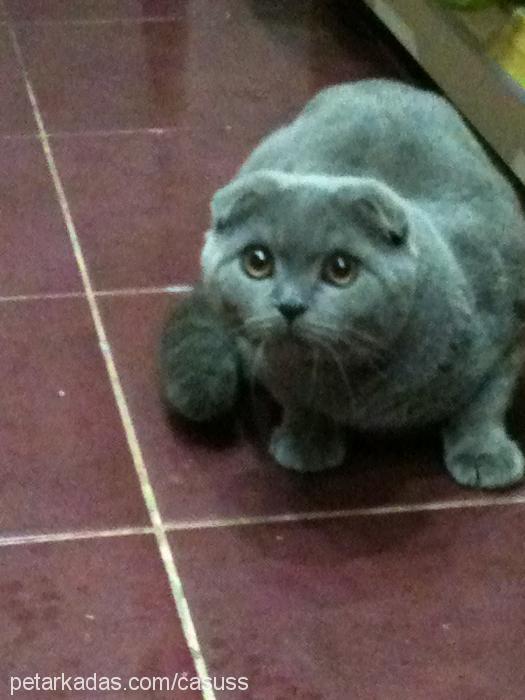 bonbon Erkek Scottish Fold