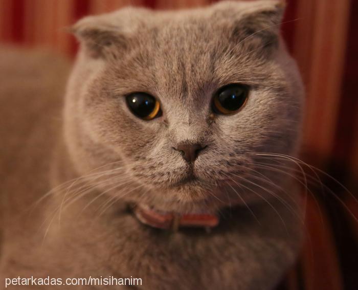 mia Dişi Scottish Fold