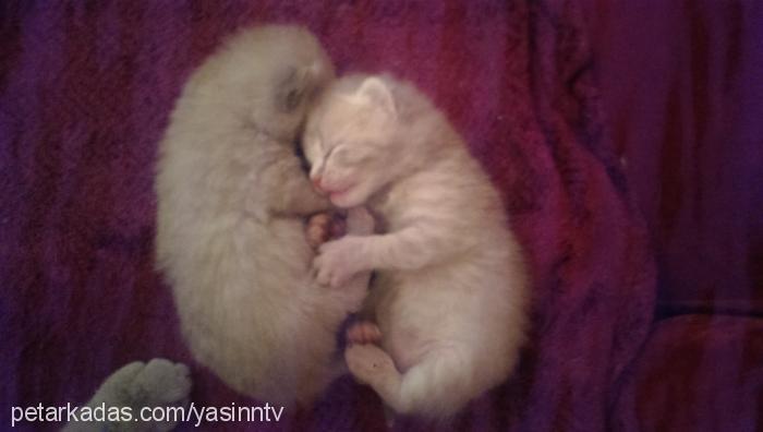 linda Dişi British Shorthair