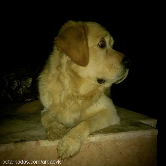 paskal Erkek Golden Retriever