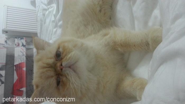 concon Erkek Exotic Shorthair