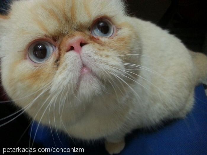 concon Erkek Exotic Shorthair