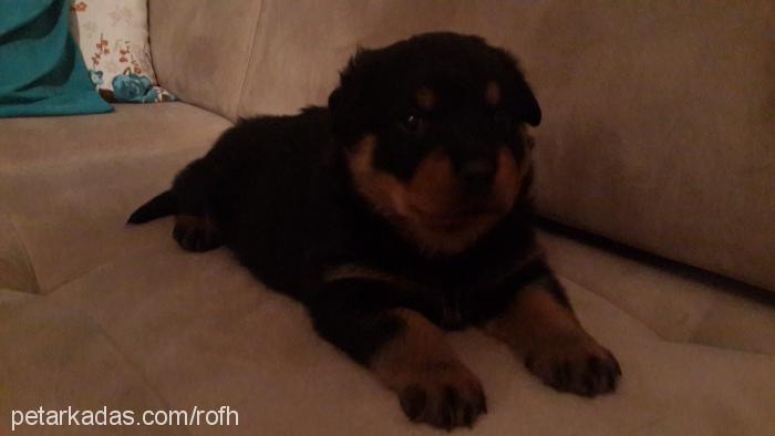 rofh Erkek Rottweiler