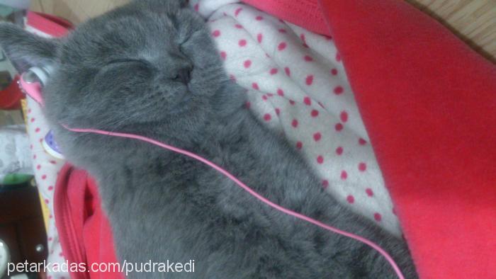 pudra Erkek British Shorthair