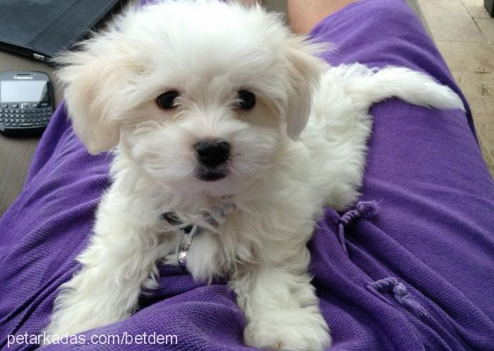 mylo Erkek Maltese