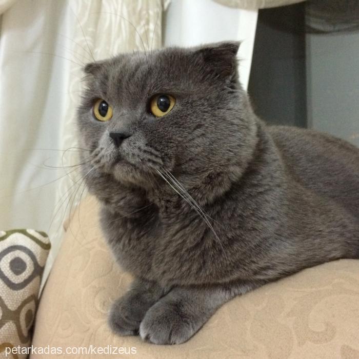 zeus Erkek Scottish Fold