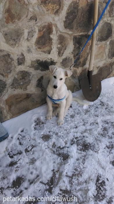 paşa Erkek Canaan Köpeği