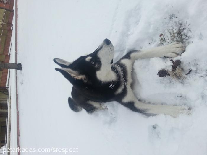 poyraz Erkek Sibirya Kurdu (Husky)