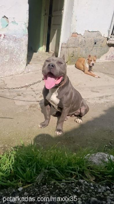 romeo Erkek Amerikan Staffordshire Terrier