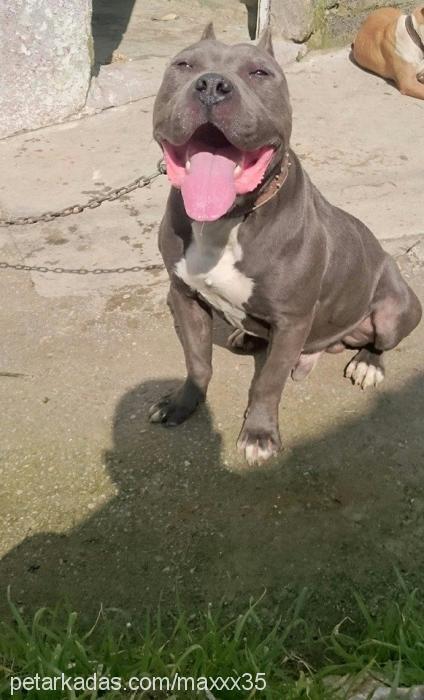 romeo Erkek Amerikan Staffordshire Terrier