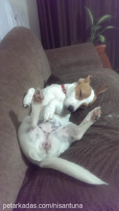 Çakıl Dişi Jack Russell Terrier