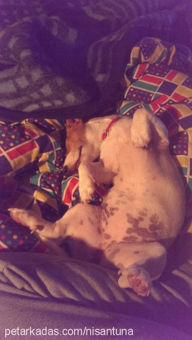 Çakıl Dişi Jack Russell Terrier