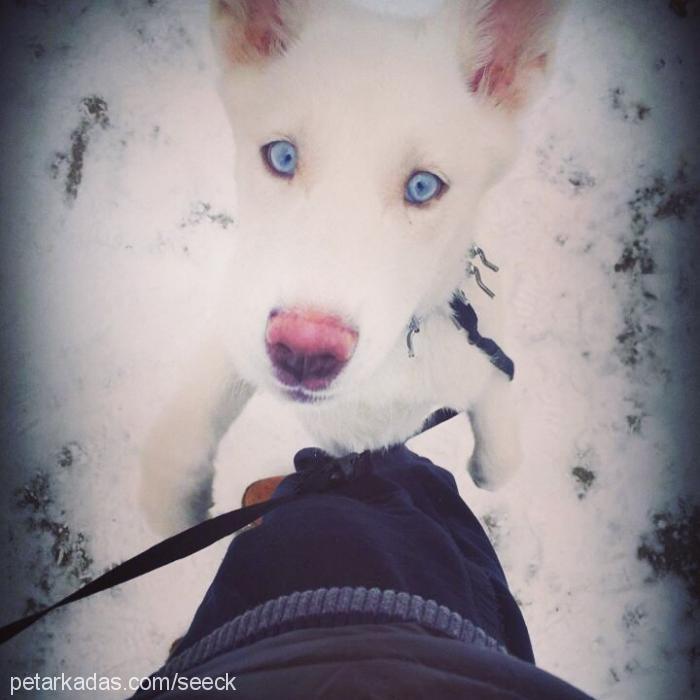 narnia Dişi Sibirya Kurdu (Husky)