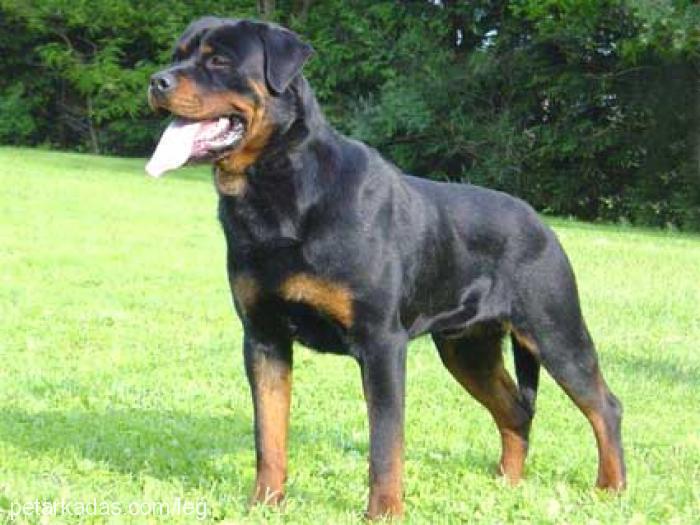 karamık Erkek Rottweiler