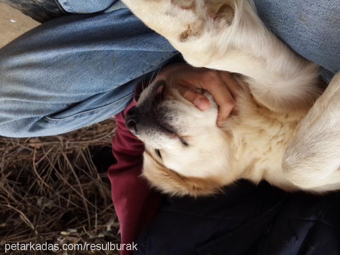 maya Dişi Golden Retriever