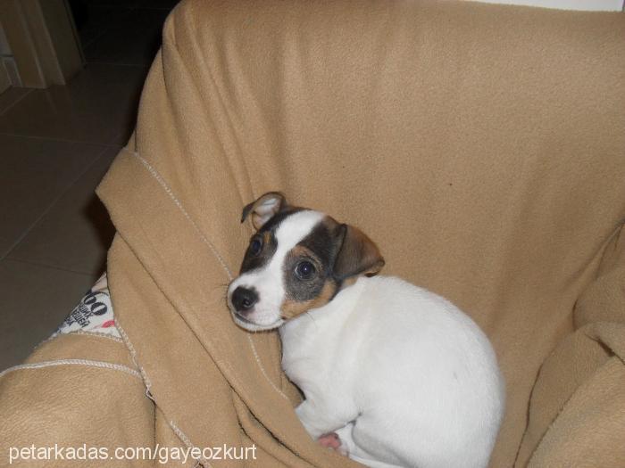 lokum Dişi Jack Russell Terrier