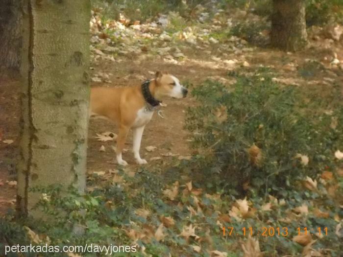 liza Dişi Amerikan Staffordshire Terrier