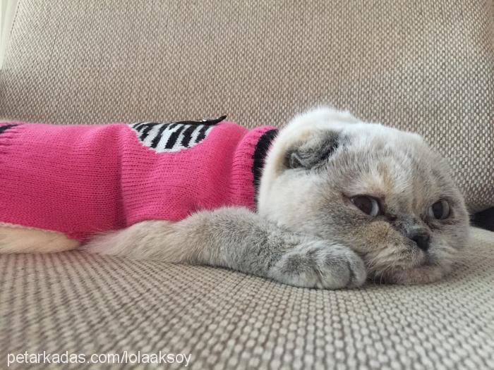 cerezras Dişi Scottish Fold