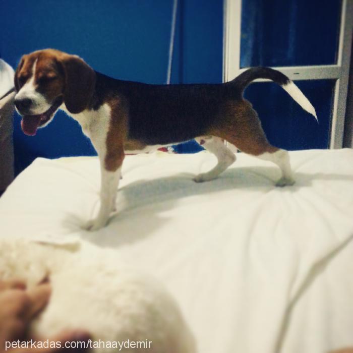 sherlock Erkek Beagle