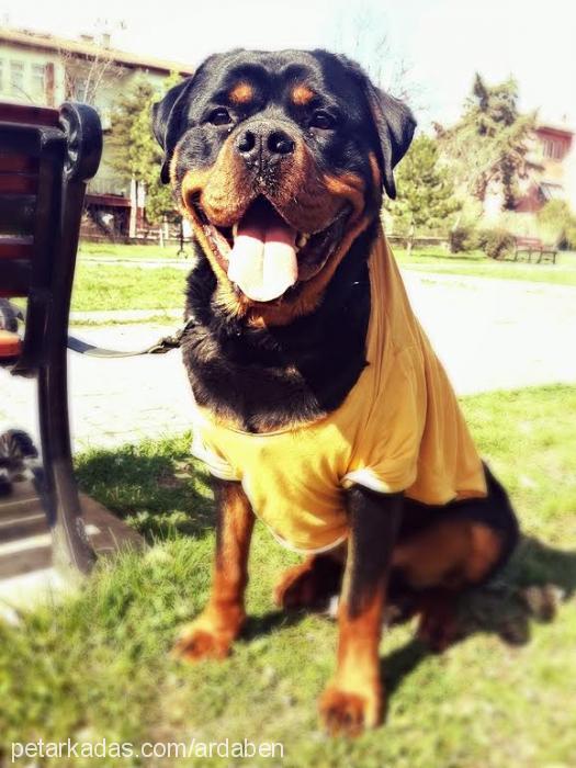 joker Erkek Rottweiler