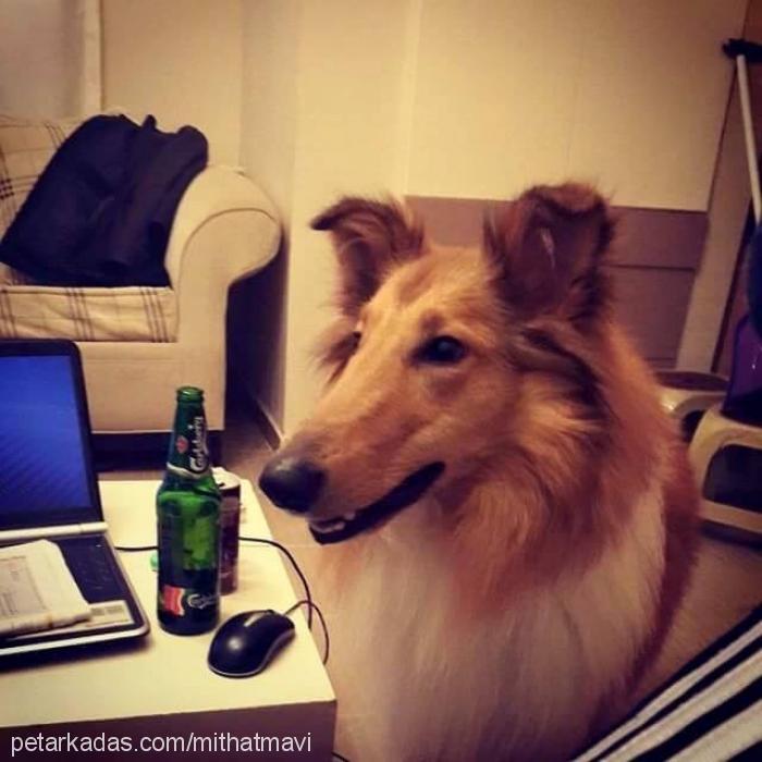 ice Erkek Collie