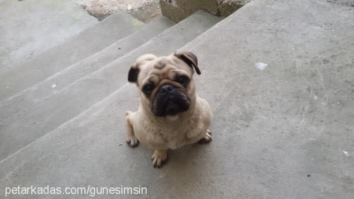 zilli Dişi Pug