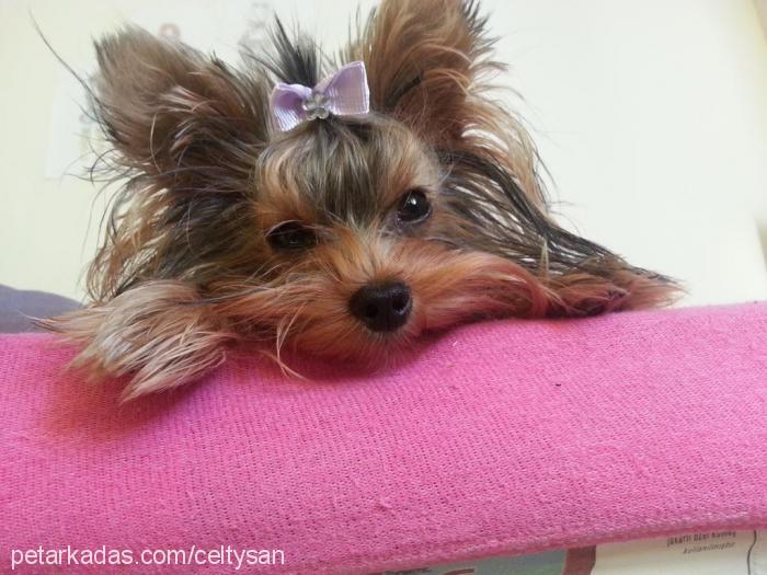 lila Dişi Yorkshire Terrier