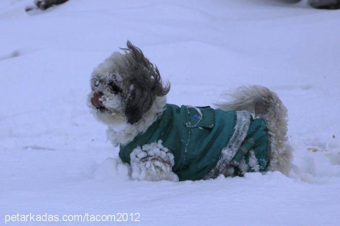 tarçın Erkek Shih-Tzu