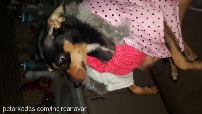 incir Dişi Minyatür Pinscher